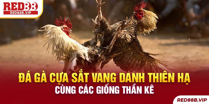 đá gà cựa sắt