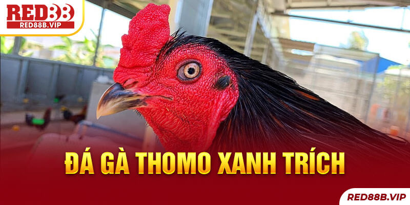 đá gà thomo xanh trích