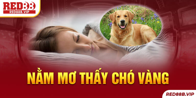 nằm mơ thấy chó vàng