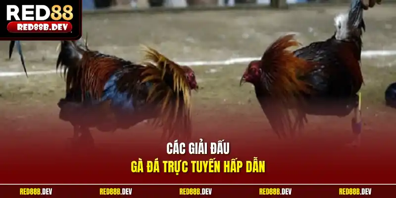 Các giải đấu gà đá trực tuyến hấp dẫn