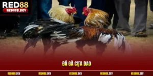 Đá gà cựa dao