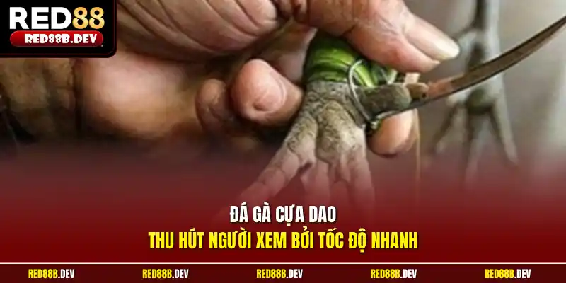 Đá gà cựa dao thu hút người xem bởi tốc độ nhanh