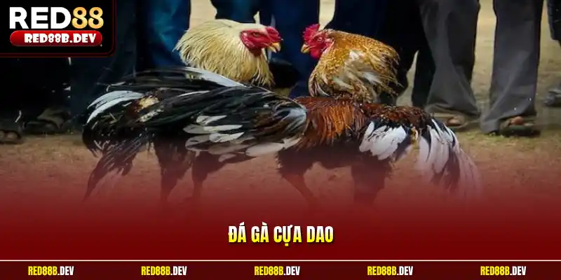 Đá gà cựa dao