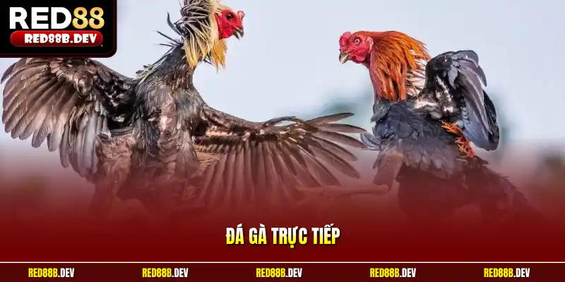Đá Gà trực tiếp