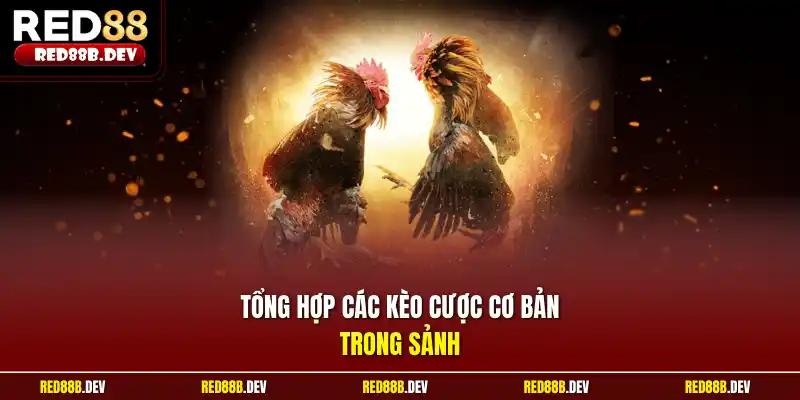 Tổng hợp các kèo cược cơ bản trong sảnh