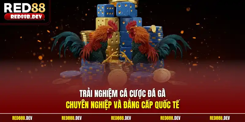 Trải nghiệm cá cược đá gà chuyên nghiệp và đẳng cấp quốc tế
