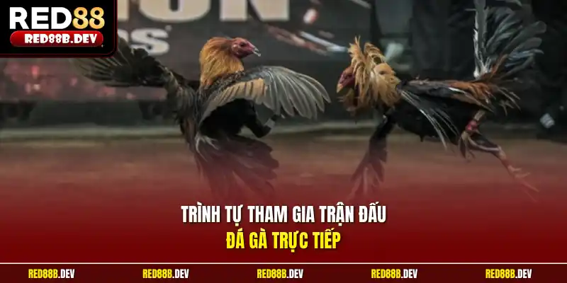 Trình tự tham gia trận đấu đá gà trực tiếp 