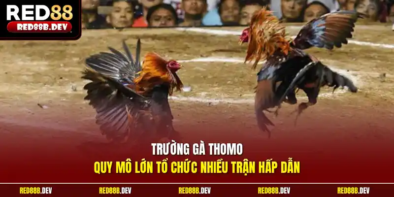 Trường gà Thomo quy mô lớn tổ chức nhiều trận hấp dẫn
