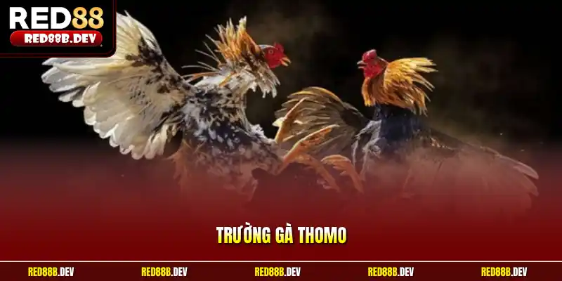 Trường Gà Thomo